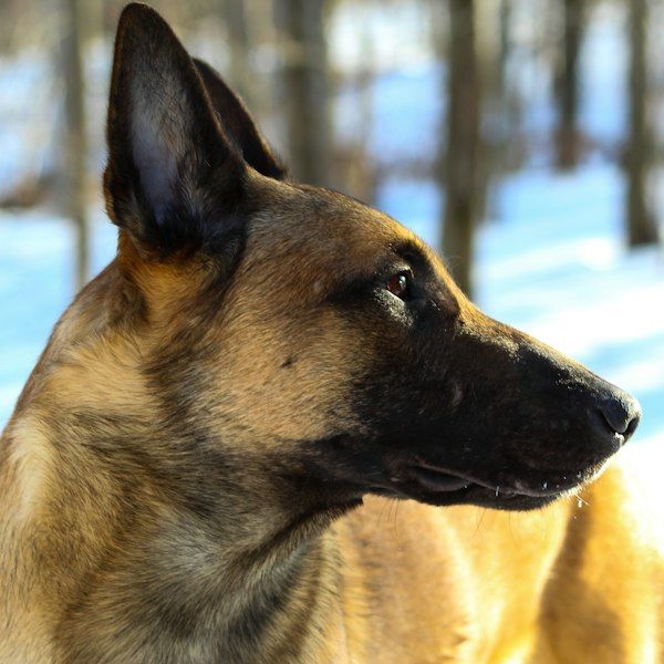Vala, a Belgian Malinois for sale from StrixK9